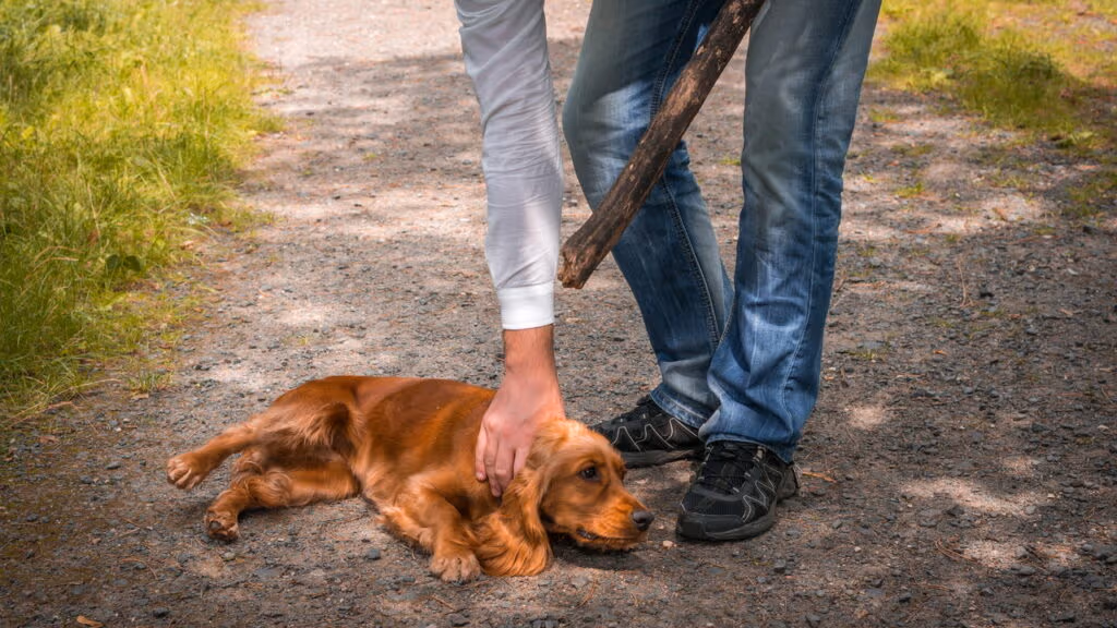 Inventou de bater no cachorro e acabou preso por maus tratos