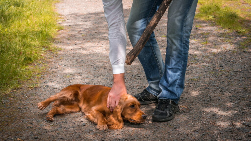 Inventou de bater no cachorro e acabou preso por maus tratos