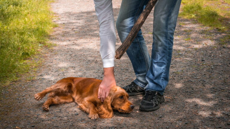 Inventou de bater no cachorro e acabou preso por maus tratos