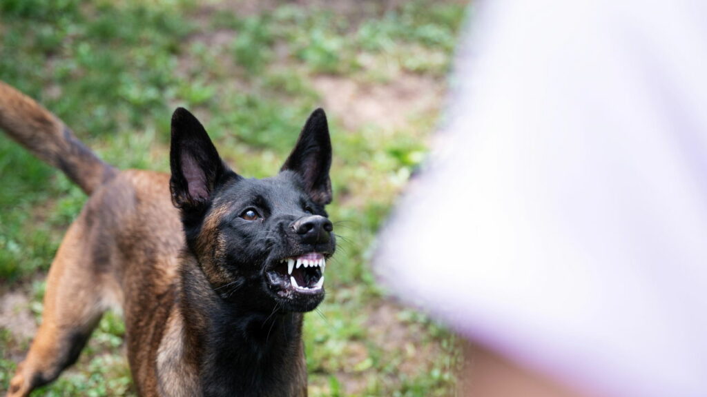 Justiça concede indenização à homem atacado por cachorro na rua