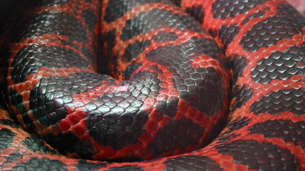 Mulher de 36 anos é devorada por cobra píton