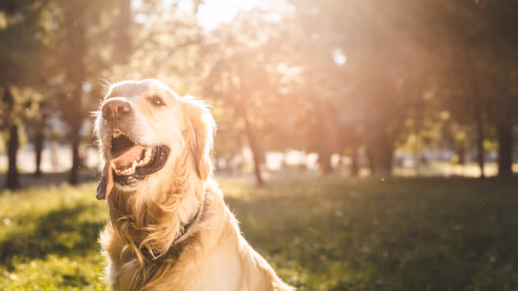 O cachorro mais carismático do bairro conquista todos com sua chegada