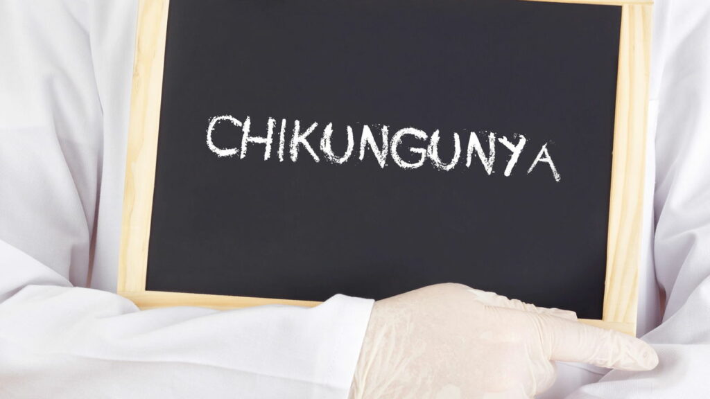 OMS alerta mundial para surto do vírus da Chikungunya