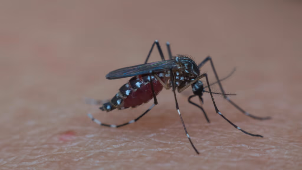 Casos de Chikungunya na Europa têm aumento significativo