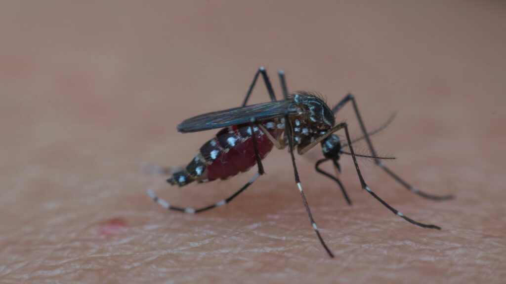 OMS alerta mundial para surto do vírus da Chikungunya