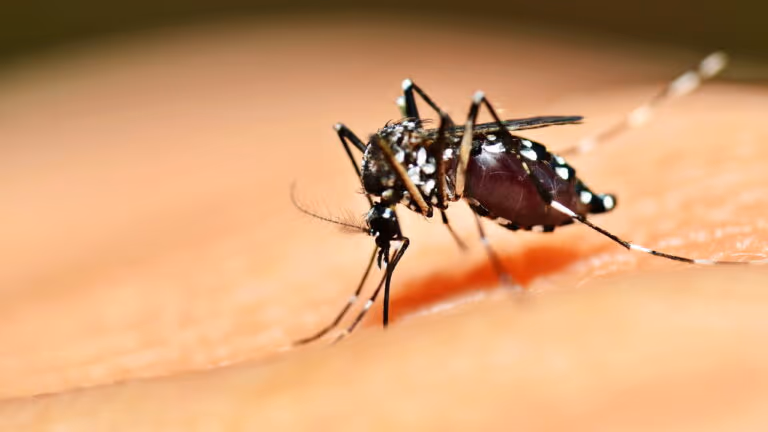 Sabia que o Brasil possui uma biofábrica de mosquitos do &quot;bem&quot; e ela é a maior do mundo