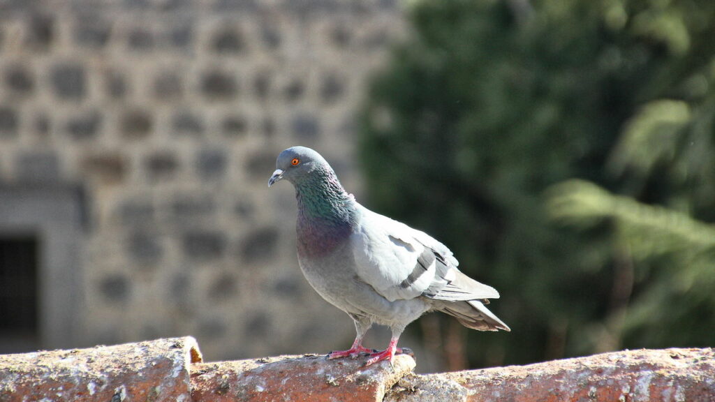 Tem pombos na sua varanda Essa é a forma mais prática de afastá-los