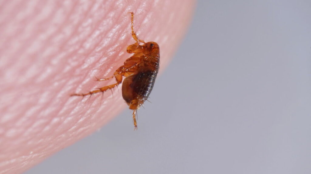Tem pulgas no quintal Veja como se livrar e evitar que elas entrem em casa