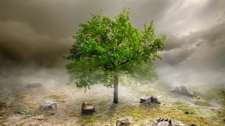 Imagem Item