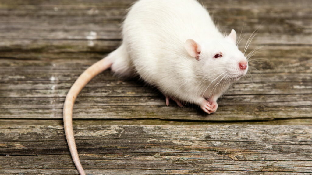 Estes 4 sinais provam que ratos estão vivendo na sua casa agora