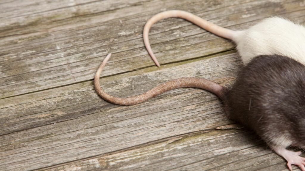 Estes 4 sinais provam que ratos estão vivendo na sua casa agora