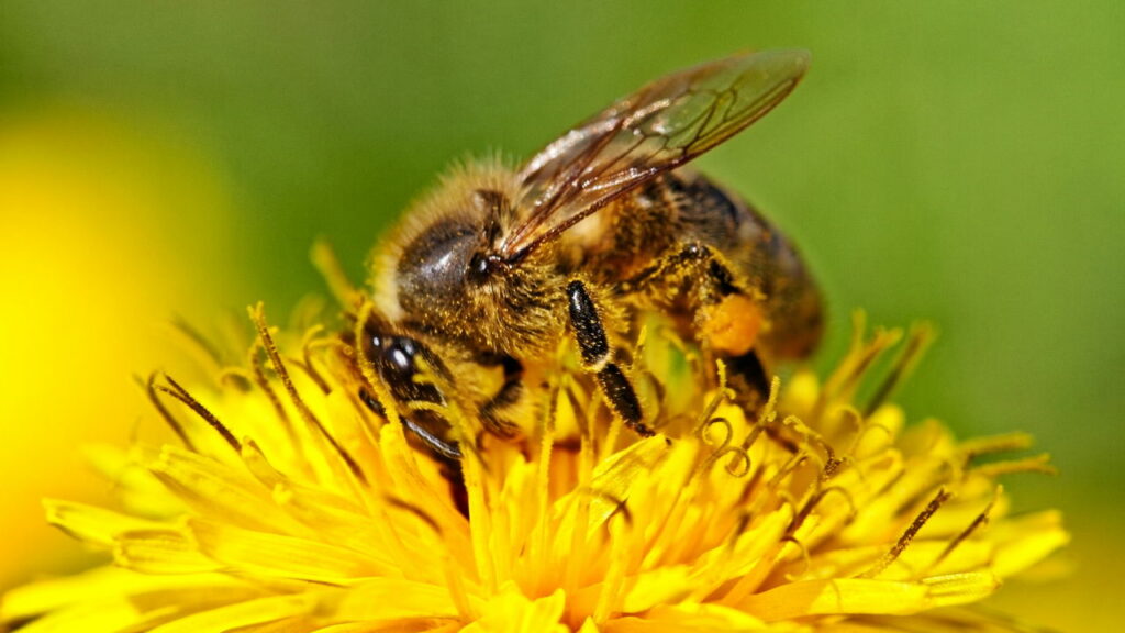 Por que as abelhas enxergam padrões invisíveis para os humanos nas flores?