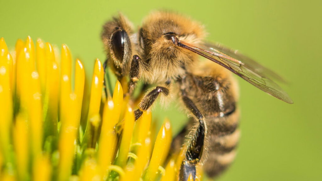 Por que as abelhas enxergam padrões invisíveis para os humanos nas flores?