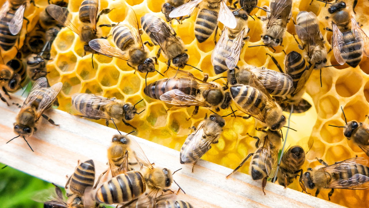 Abriram um galpão e encontraram 100 mil abelhas lá dentro