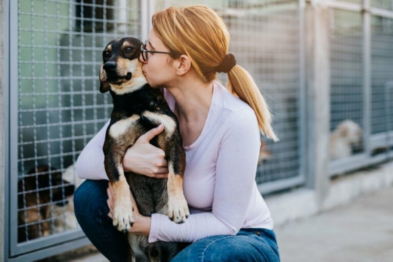 10 dicas para ajudar animais de rua 