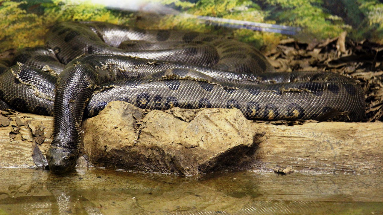 Esse é o abraço mortal da Sucuri Verde, a maior cobra do mundo