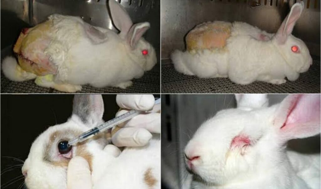 Aprovado PL que proíbe teste em animais para a indústria cosmética