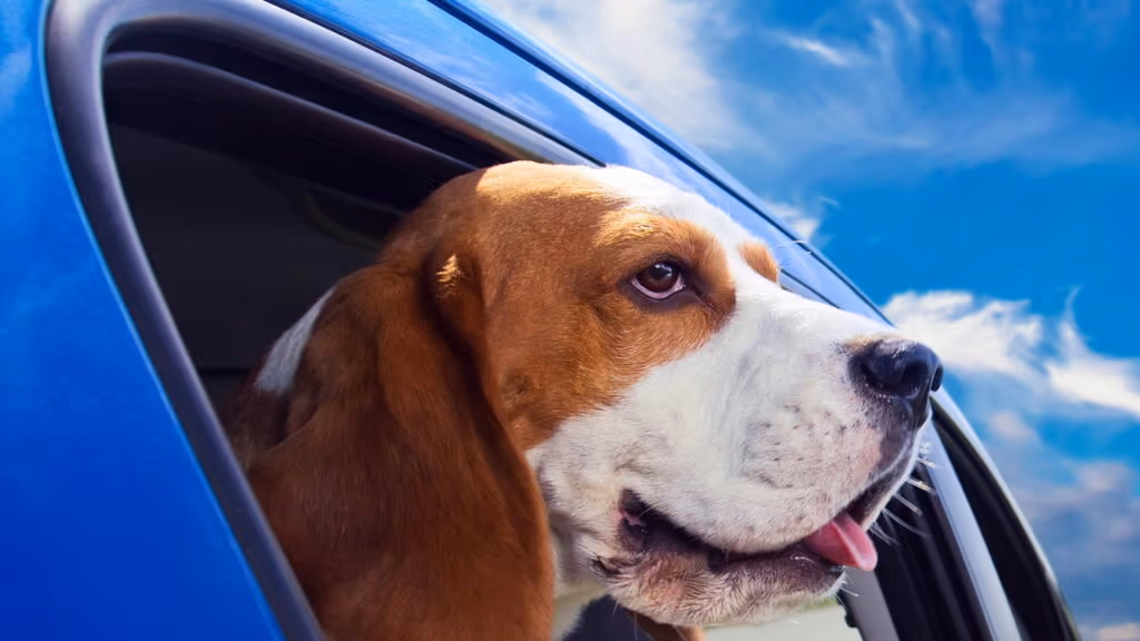 Essa regra no transporte de animais no veículo pode pegar motoristas de surpresa