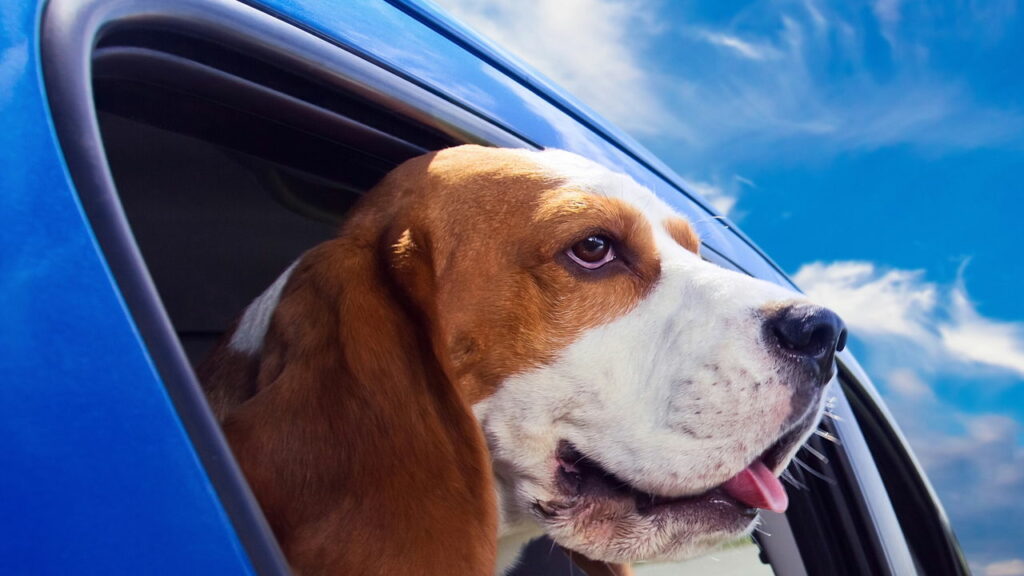 Essa regra no transporte de animais no veículo pode pegar motoristas de surpresa