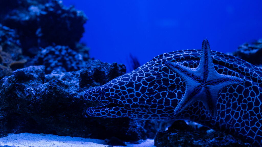 Animais marinhos com habilidades bizarras que desafiam a lógica