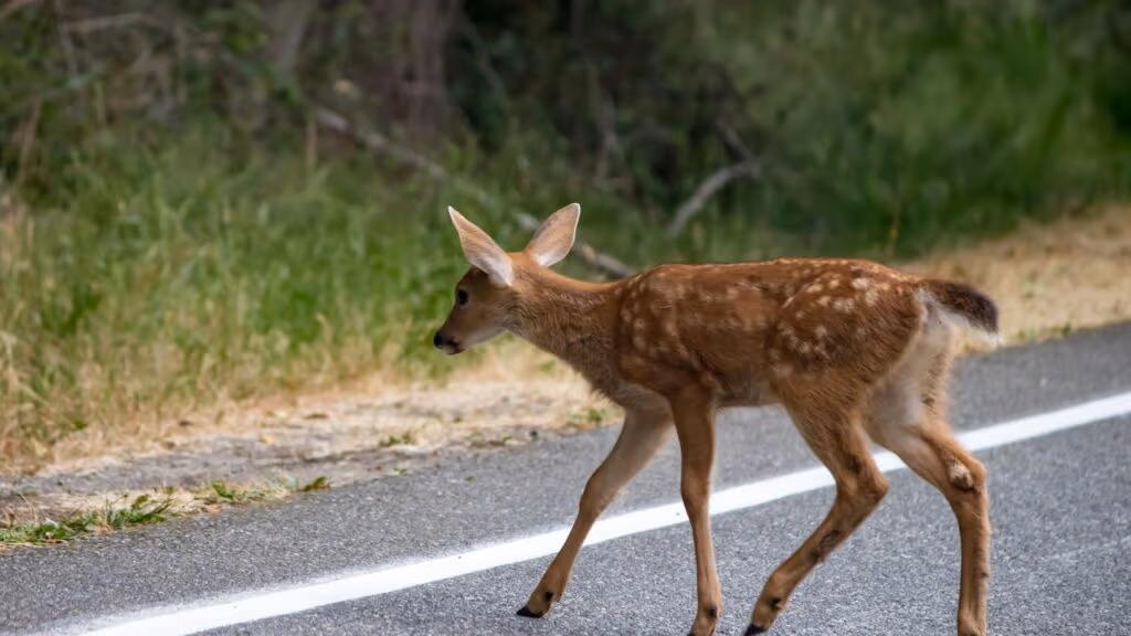 O que fazer quando encontrar animais na pista
