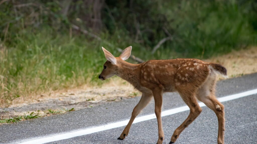 O que fazer quando encontrar animais na pista