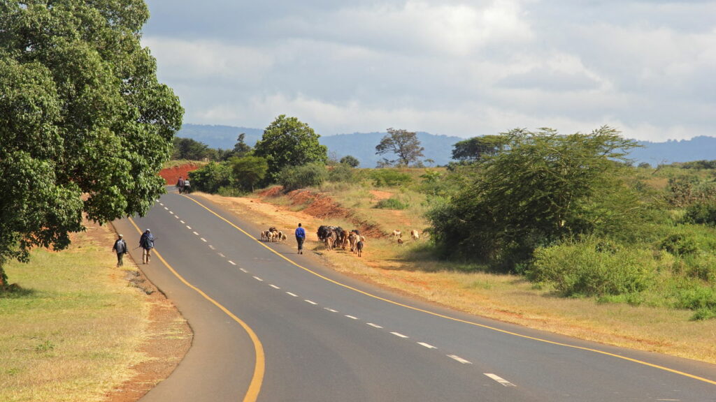 O que fazer quando encontrar animais na pista