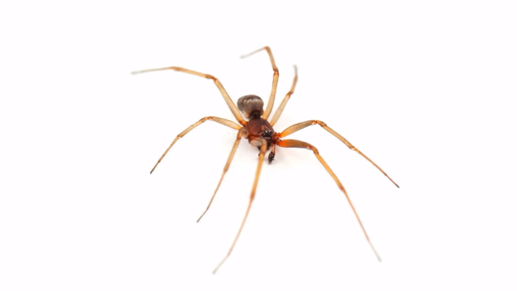 Aranhas venenosas podem habitar sua casa sem você saber!