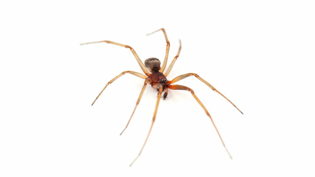 Sua casa tem mais aranhas do que você imagina e estes sinais provam isso