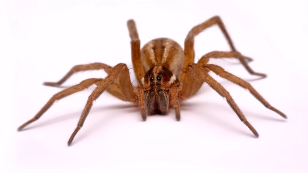 Ranking revela os animais mais venenosos do Brasil em 2025