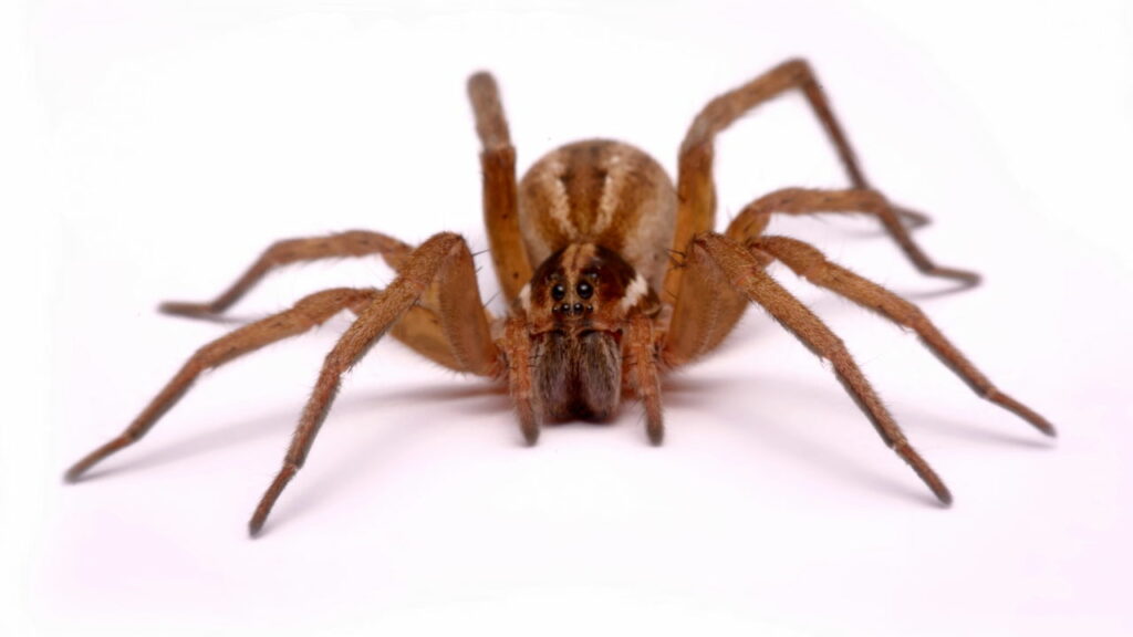 Alfândega encontra 1.500 aranhas em caixas de biscoitos