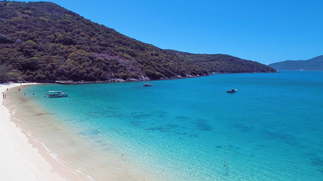 Tubarão-martelo rosa surpreende Arraial do Cabo e encanta a Internet