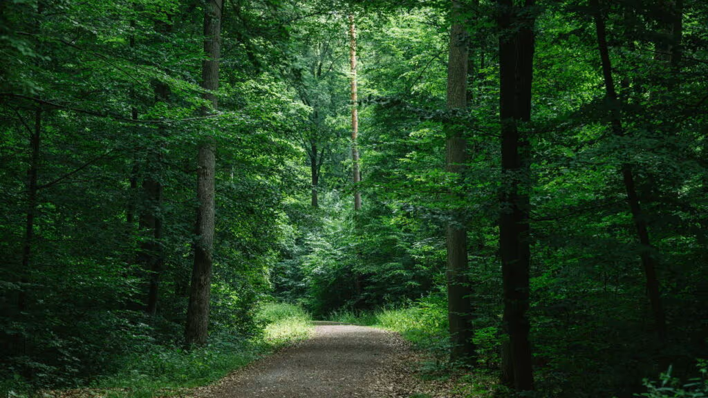 Como as árvores “conversam” através das raízes e o que isso muda nas florestas