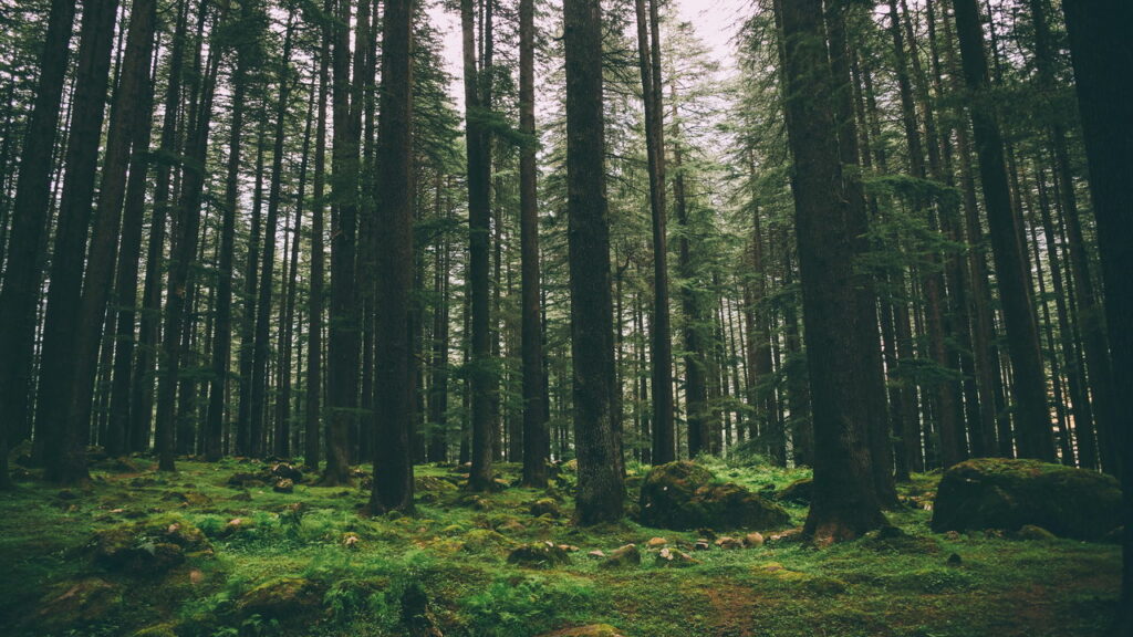 Como as árvores “conversam” através das raízes e o que isso muda nas florestas