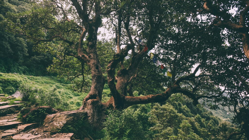 Como as árvores “conversam” através das raízes e o que isso muda nas florestas