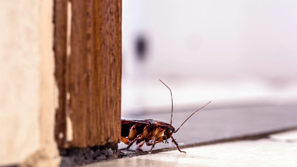 As baratas possuem alguma função no equilíbrio ambiental