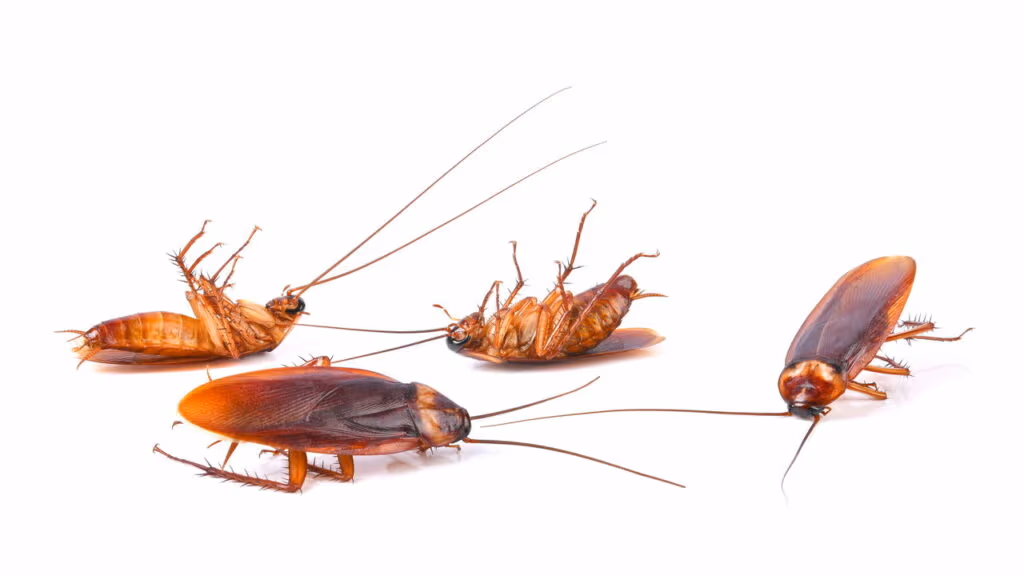 O que significa baratas invadindo sua casa