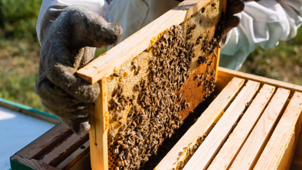 Esse superalimento produzido por abelhas é o sonho de quem busca saúde natura