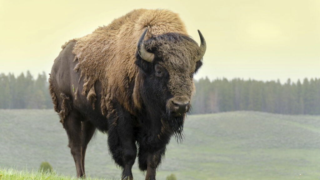 Parque de Yellowstone mata bisão “fervido”; veja vídeo
