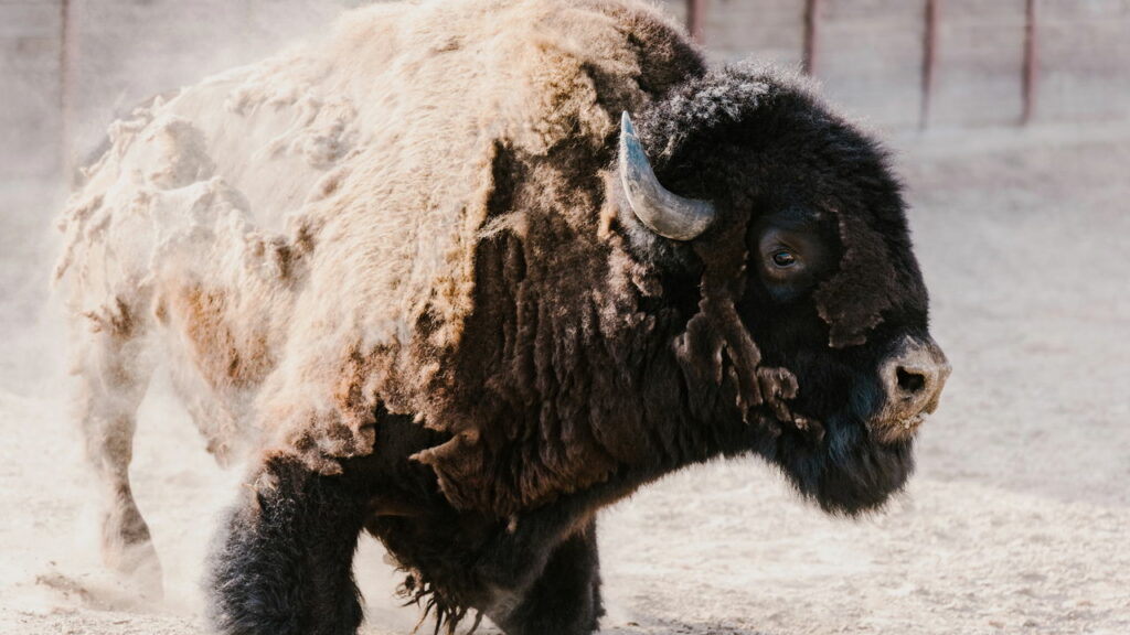 Parque de Yellowstone mata bisão "fervido"; veja vídeo