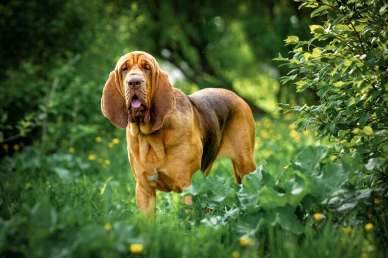 8 animais com o olfato poderoso 