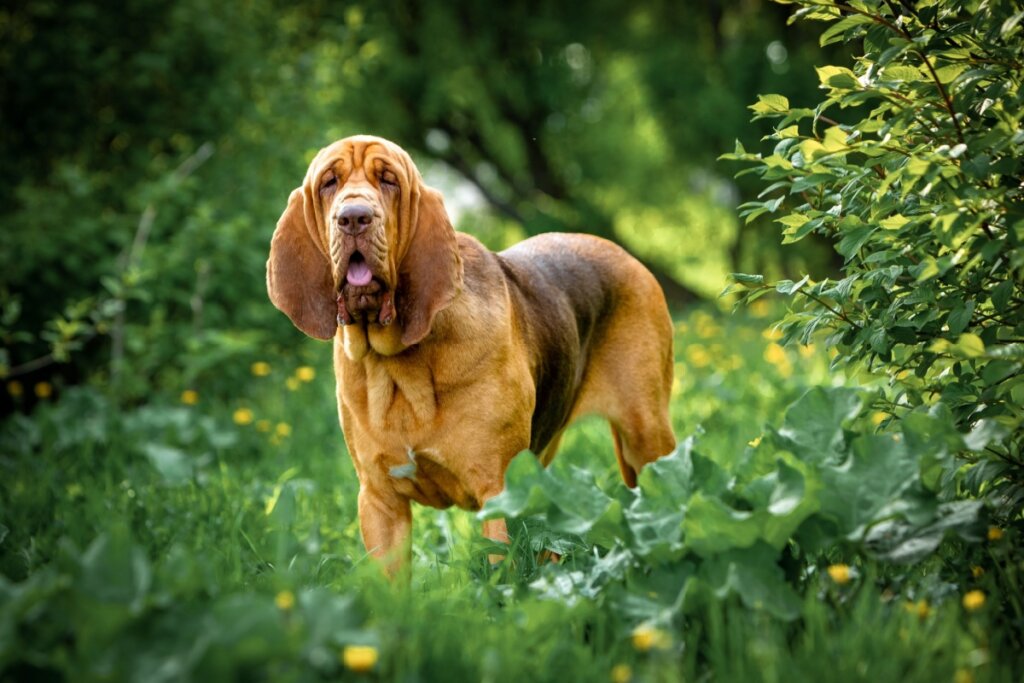 8 animais com o olfato poderoso 