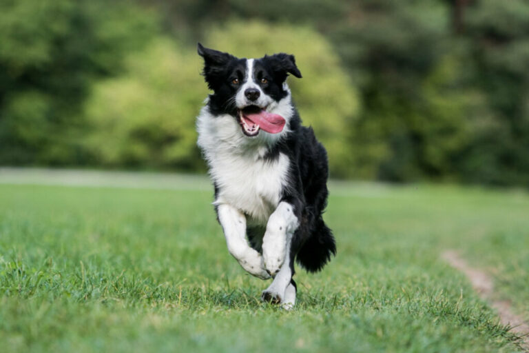 7 raças de cachorro ideais para quem pratica corrida