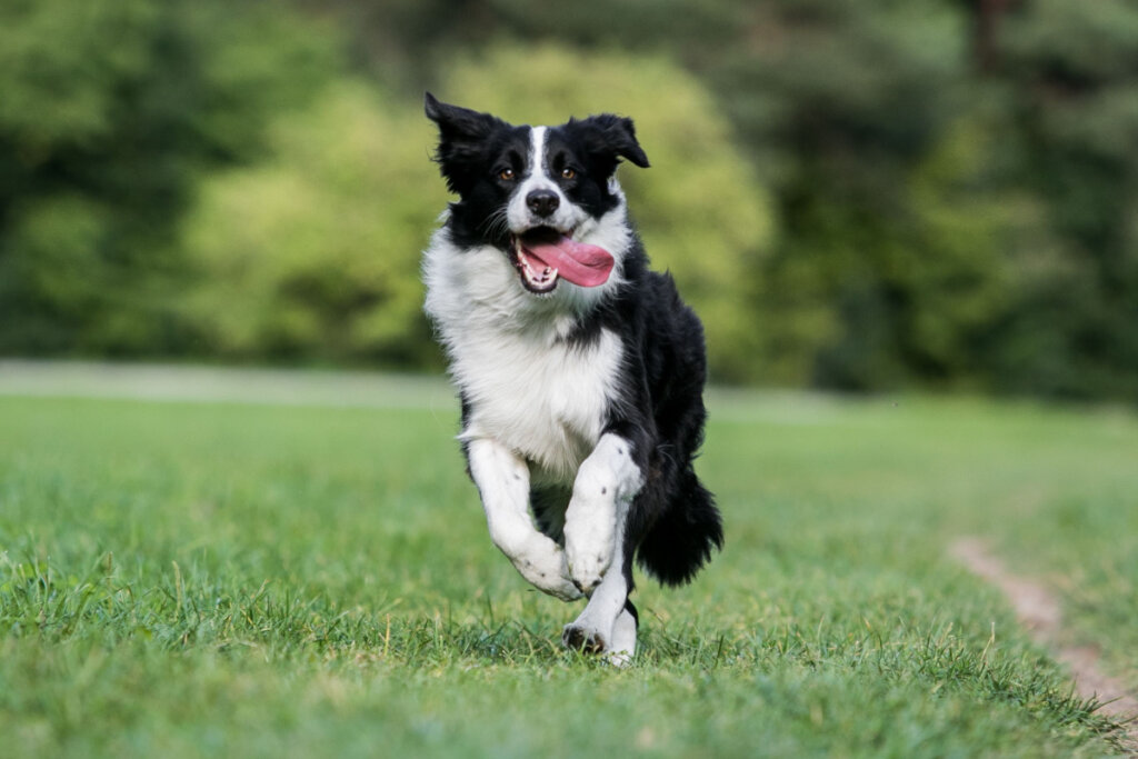 7 raças de cachorro ideais para quem pratica corrida