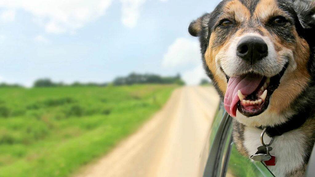 Os perigos de dirigir com animais no banco dianteiro — o que diz a lei