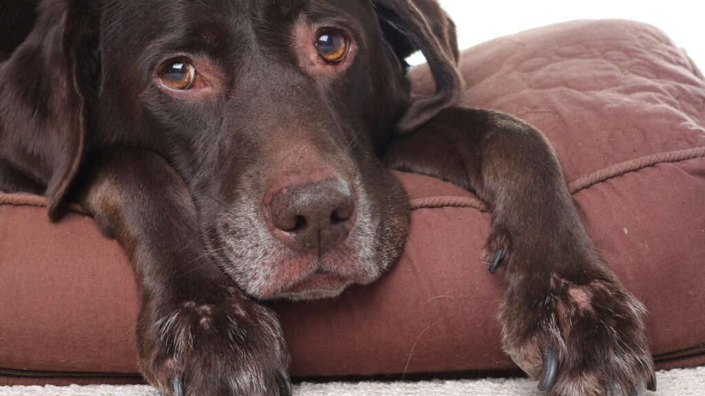 A solução favorita para proteger pets dos barulhos mais assustadores