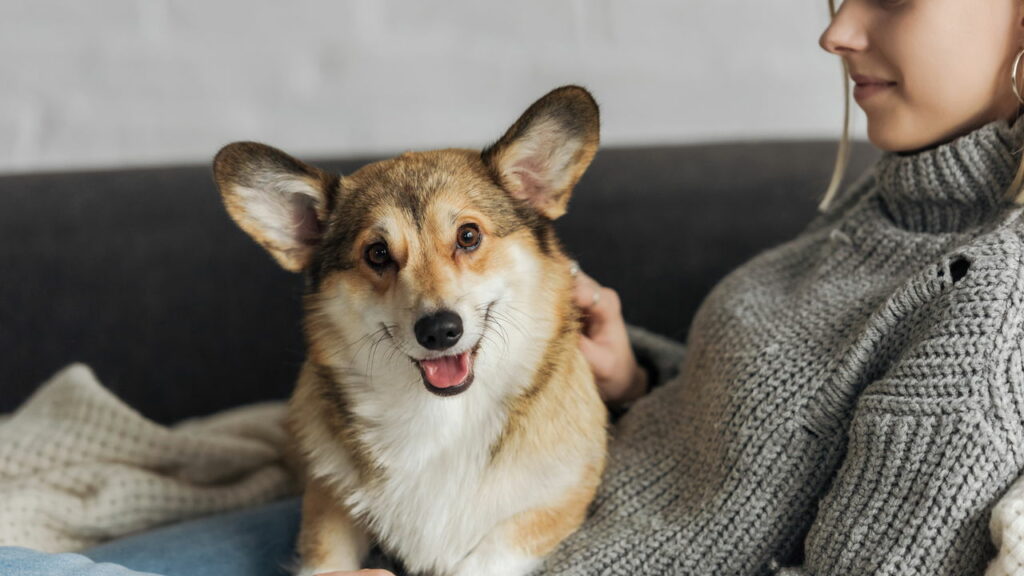 Como um cão escolhe sua pessoa favorita, segundo veterinários