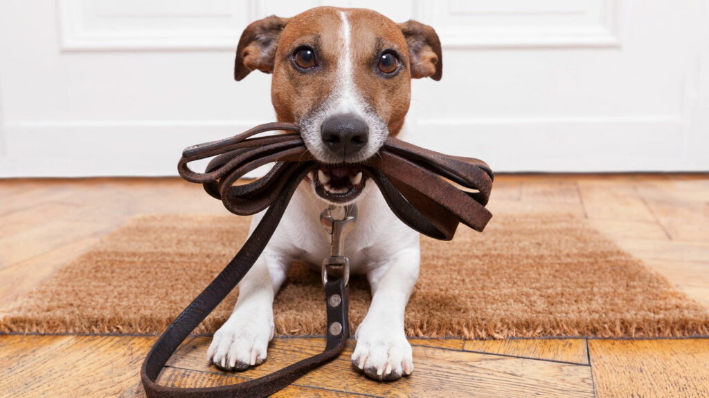 Como um cão escolhe sua pessoa favorita, segundo veterinários