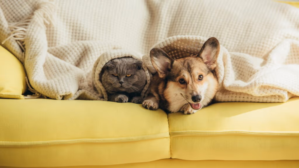 Como descobrir a idade do seu pet utilizando a regra dos 7 anos