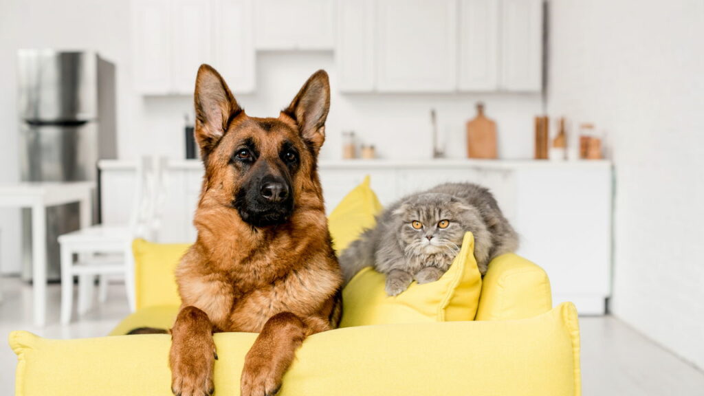 Se você possui cachorro e gato em casa, precisa saber dessa informação